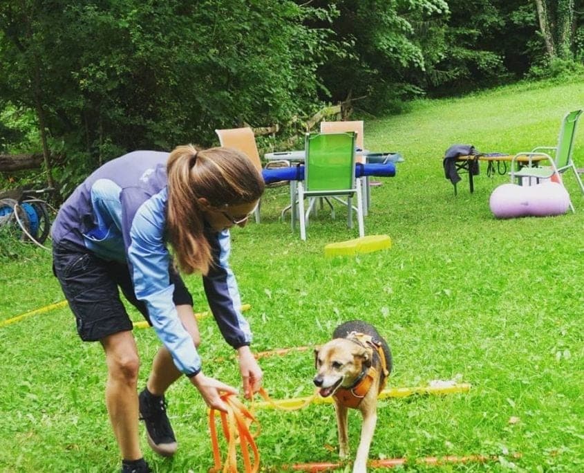 Tiefes Wissen & Praxisnähe - Hundetrainer Ausbildung